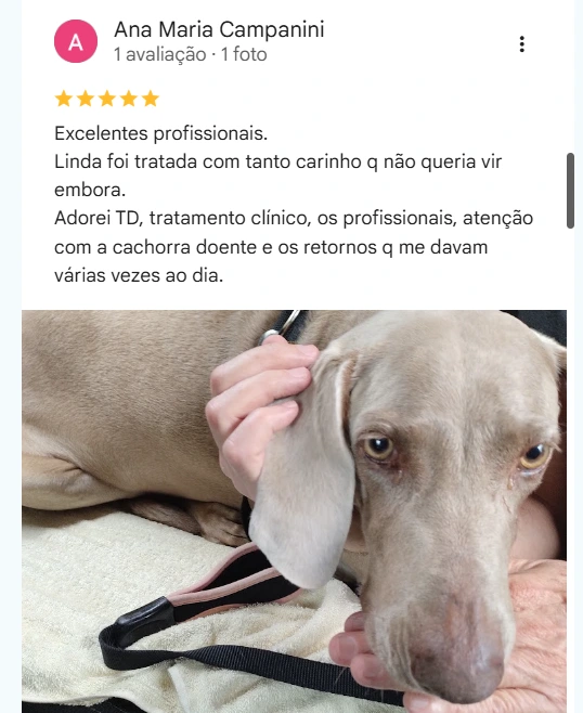 Avaliação real de tutor no Google
