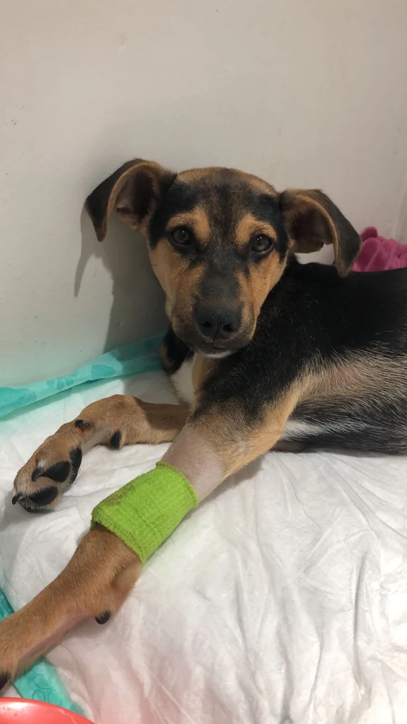 Filhote com acesso venoso em atendimento de emergência na Dra. K