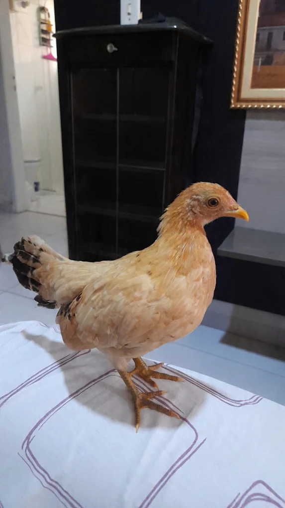 Galinha atendida na Dra. K, que também cuida de animais exóticos e silvestres