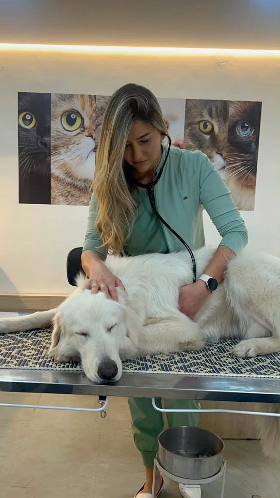Veterinária da Dra. K auscultando um cão na mesa de exames