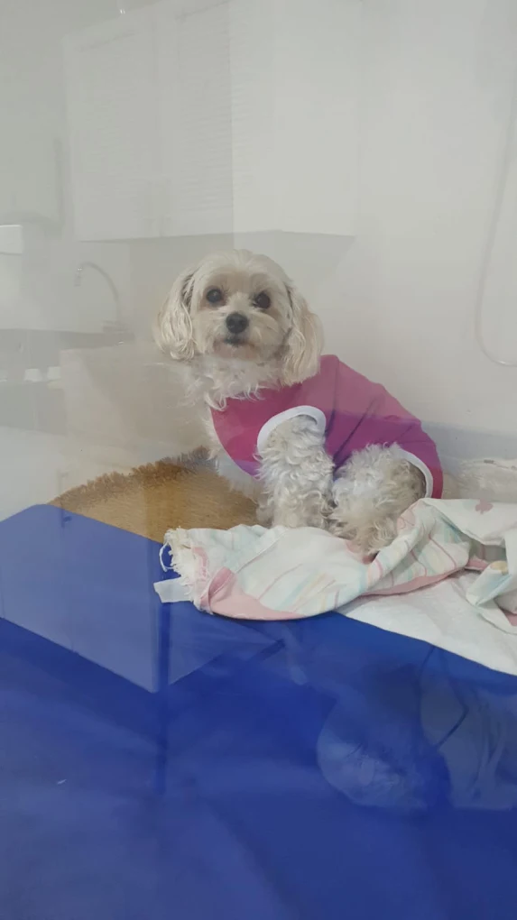 Cão internado em baia individual na Dra. K